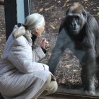 Jane Goodall en un zoo de Melbourne en 2011 con un gorila.