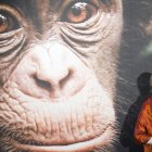 Fotografia de archivo de la etóloga británica Jane Goodall, EPA/STF EFE/EPA/IAN LANGSDON.