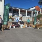 La mastina «Orca I de Reciecho» junto con otras hembras.