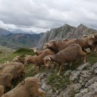 Ovejas en Babia.