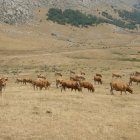 Imagen tomada en agosto de este año de ganado asturiano en el puerto de Pinos, en León.