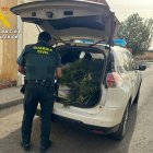 Detenido en Villamañan por el cultivo de 32 plantas de cannabis sativa.
