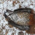 Urogallo muerto a los pies de un molino en el Parque Eólico Anexo a Valdelín (a 3 kilómetros de Peña del Gato).