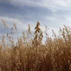 Una tierra cultivada de avena en Gordoncillo. La avena es uno de los cultivos establecidos como referentes.