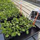 Vista de la Misión Biolóxica de Galicia, Pontevedra.