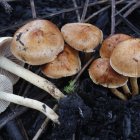 Varios ejemplares de Philiota carbonaria en un soto de tierra quemada.