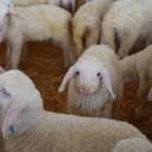 EXPLOTACIÓN DE OVINO DE LECHE.