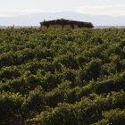 Viñedos de Prieto Picudo en Pajares de los Oteros.