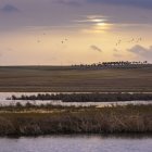 La transmisión procede de las aves silvestres.