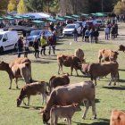 Las reses de vacuno fueron las más numerosas en esta feria de la Reina.