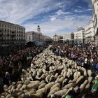 Miles de ovejas y cabras recorren el centro de Madrid con sus pastores en la XXXII edición de la Fiesta de la Trashumancia. EFE/Rodrigo Jiménez.