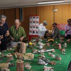 Momentos de la clasificación y colocación de las setas para la exposición.