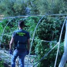 Imagen de la plantación de marihuana en la localidad leonesa Hospital de Órbigo, por la que se investiga a dos varones, uno de ellos detenido.