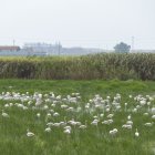Término municipal de Aznalcázar, en la Doñana sevillana.