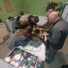 Reintroducida en el medio natural la osezna Alba, tras su adaptación los últimos tres meses en el recinto de aclimatación de osos pardos de la Junta de Castilla y León en Valsemana, León.