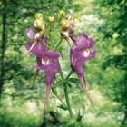 Un ejemplar de ‘Linaria triornithophora’.