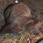 Osa atropellada en Rabanal.