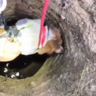 Los Bomberos de León rescatan a la perrita Zoe en una bodega en Oncina de la Valdoncina.