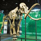 El esqueleto de mamut de la Edad de Hielo, de 40.000 y 50.000 años, en Cosmocaixa Barcelona.