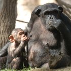Una chimpacé con su cría durante la presentación de las nuevas instalaciones para chimpances en el Zoo de Barcelona.