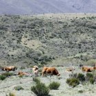 La ganadería extensiva cumple un fin más allá de lo económico.