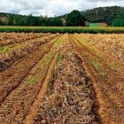 Un campo sembrado de la variedad de alubia plancheta.