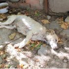 Imagen de uno de los perros hallados en las instalaciones inspeccionadas por Seprona en Nava de la Asunción (Segovia).