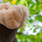 La melena de león (Hericium erinaceus) es un hongo blanco y colgante, protegido en Castilla y León por su rareza y su alto valor medicinal.