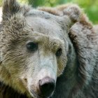 Boki, el oso pardo que fue operado con éxito para drenar líquido cerebral, es reintroducido con sus compañeros Fluff y Scruff en el Wildwood Trust, marcando un hito en la veterinaria británica.
