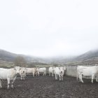 Varias vacas en la zona de Arbás.