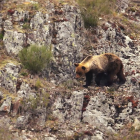Fotograma de 'León más vivo que nunca'.