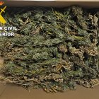 Marihuana incautada en la operación dirigida por la Guardia Civil