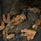 En las cuevas donde se encontraron los restos con el Grupo de Intervención de Trabajos Verticales de Medio Ambiente.