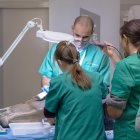 El Hospital Veterinario de la ULE practica cirugías equinas en vías respiratorias altas.