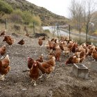 Gallinas en una explotación de la comarca leonesa de Omaña.