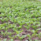 Tierras de cultivo de remolacha.