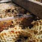 Un ejemplar de avispón asiático o avispa negra (vespa velutina) en una colmena.