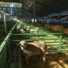 Ovejas en una feria ganadera celebrada en Extremadura.