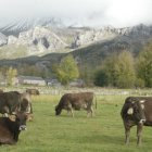 Vacas pastando en Babia.