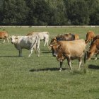 Rebaño de vacas en una finca de León.