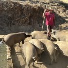 Explotación porcina en Huelva