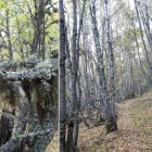 El Abedular de Montrondo, entre líquenes y cortezas blanquecinas, ofrece una atmósfera intacta de bosque húmedo y silencioso.