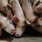 La provincia leonesa tiene alrededor de 90 explotaciones de porcino.