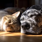 Una perro y un gato duermen juntos en su casa.
