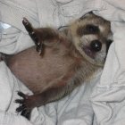 Un mapache en una imagen de archivo.