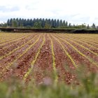 Finca de maíz en León