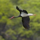 Ejemplar de cigüeña negra.