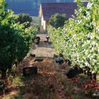 Un viñedo durante la época de vendimia en el Bierzo.