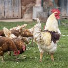 Una granja avícola.