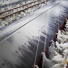 Fotografía de archivo de una granja en Lugo.